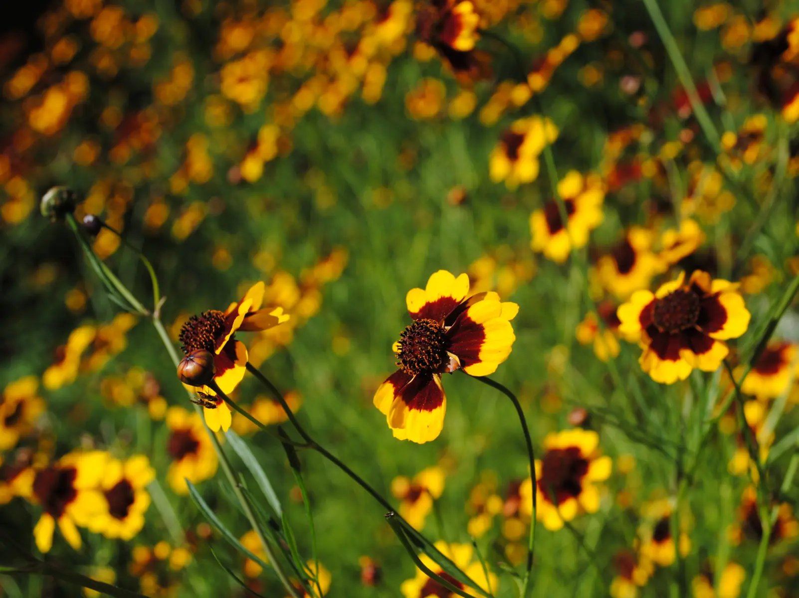 Fleurs et plantes tinctoriales