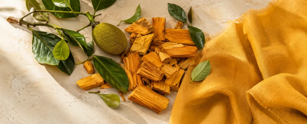 Artocarpus heterophyllus — jacquier