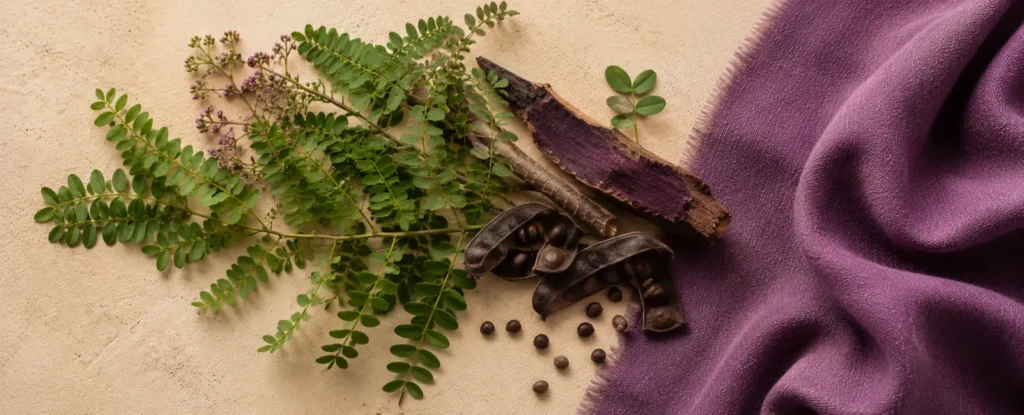 Haematoxylum campechianum — bois de campêche