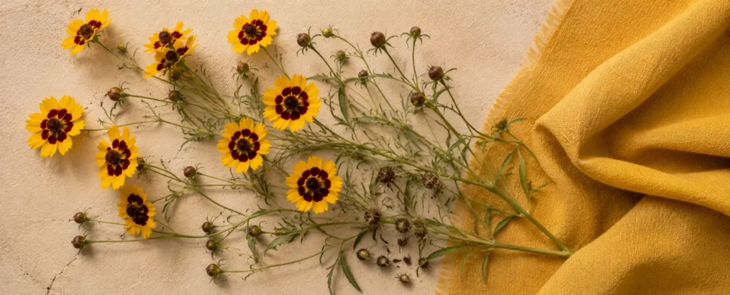 Coreopsis tinctoria — coréopsis des teinturiers