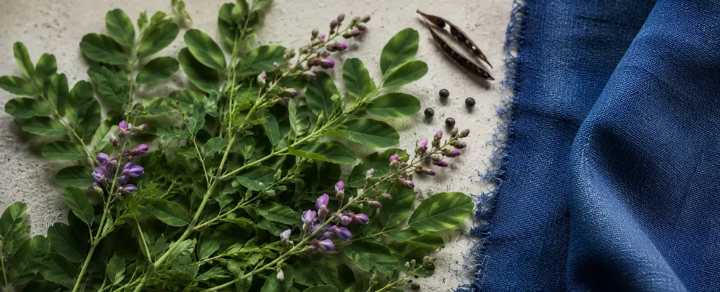 Indigofera tinctoria — plante tinctoriale