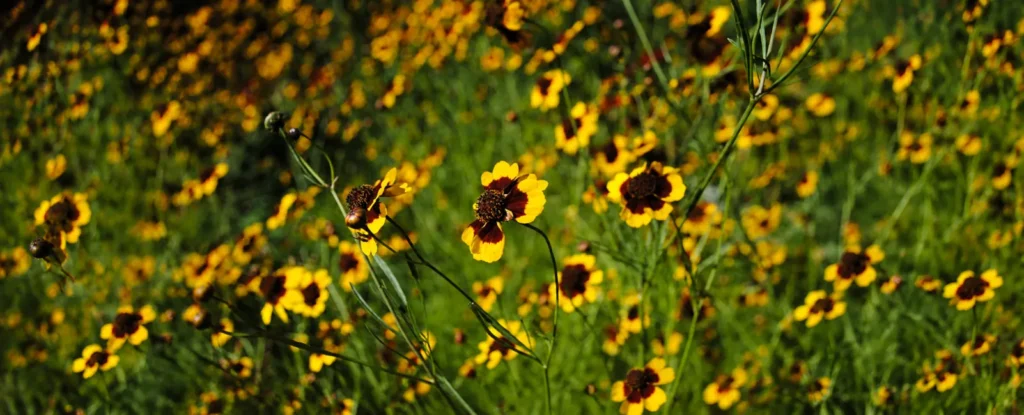 Fleurs de jardin cultivées pour la teinture