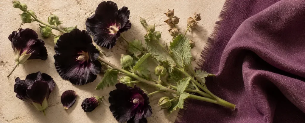 Alcea rosea var. nigra — rose trémière noire