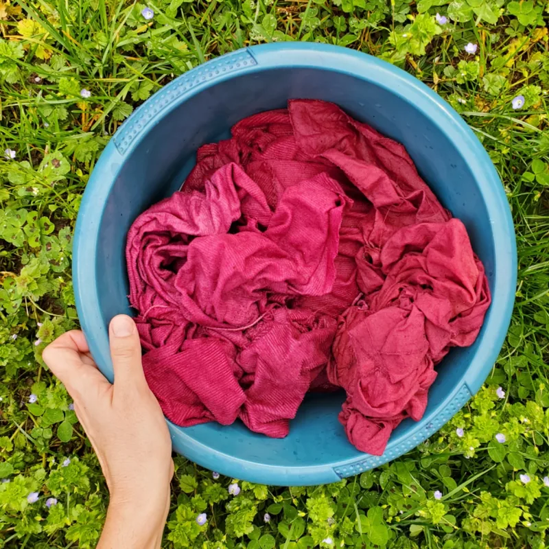 Tissu rose sorti d'un bain de teinture à la cochenille, dans une bassine posée dans l'herbe